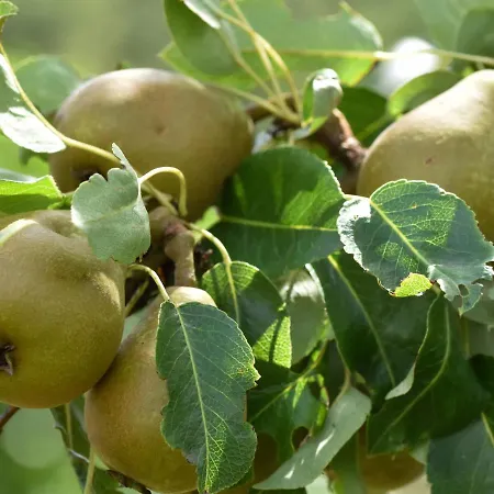 Сasa de vacaciones In Forest With Terrace & Bbq *