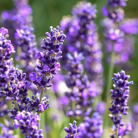 In Forest With Terrace & Bbq Сasa de vacaciones *