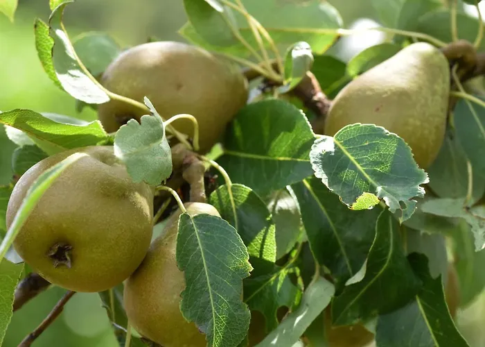 Casa de Férias In Forest With Terrace & Bbq *