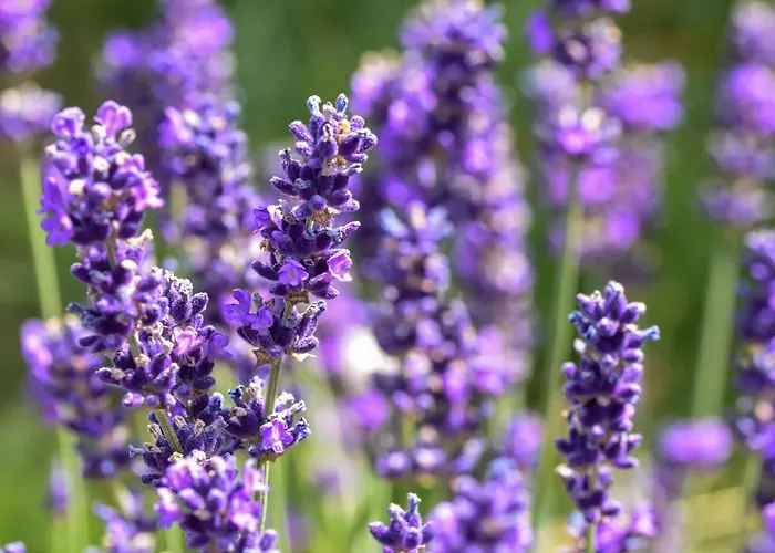 In Forest With Terrace & Bbq Casa de Férias *